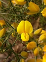 European gorse flower - A